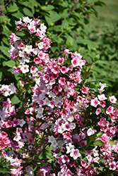 Czechmark Trilogy Weigela (Weigela florida 'VUKOZGemini') at Canadale Nurseries