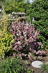 Czechmark Trilogy Weigela (Weigela florida 'VUKOZGemini') at Canadale Nurseries