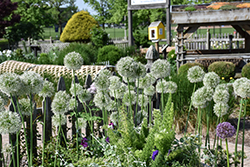 Mount Everest Ornamental Onion (Allium 'Mount Everest') at Canadale Nurseries
