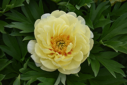 Bartzella Peony (Paeonia 'Bartzella') at Canadale Nurseries