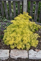Lemony Lace Elder (Sambucus racemosa 'SMNSRD4') at Canadale Nurseries