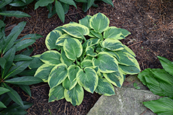 Bedazzled Hosta (Hosta 'Bedazzled') at Canadale Nurseries