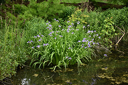 Blue Flag Iris (Iris versicolor) at Canadale Nurseries