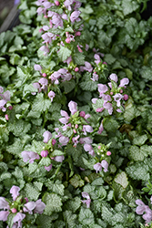 Pink Pewter Spotted Dead Nettle (Lamium maculatum 'Pink Pewter') at Canadale Nurseries