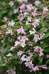 Jolene Jolene Beautybush (Kolkwitzia amabilis 'SMNKADTF') at Canadale Nurseries