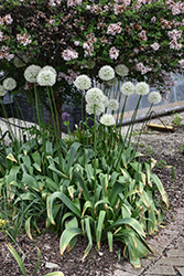 Mount Everest Ornamental Onion (Allium 'Mount Everest') at Canadale Nurseries