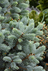 Baby Blue Blue Spruce (Picea pungens 'Baby Blue') at Canadale Nurseries