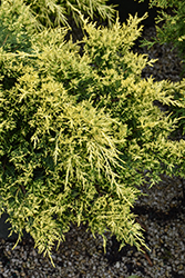 Sea Of Gold Juniper (Juniperus x media 'Sea Of Gold') at Canadale Nurseries