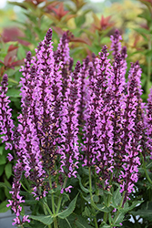 Pink Profusion Meadow Sage (Salvia nemorosa 'Pink Profusion') at Canadale Nurseries