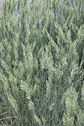 Cool As Ice Blue Fescue (Festuca glauca 'Cool As Ice') at Canadale Nurseries