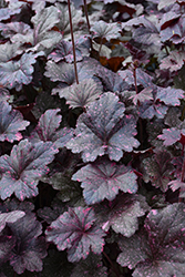 Midnight Rose Coral Bells (Heuchera 'Midnight Rose') at Canadale Nurseries