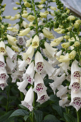 Dalmatian White Foxglove (Digitalis purpurea 'Dalmatian White') at Canadale Nurseries