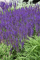 Fashionista Evening Attire Sage (Salvia 'Evening Attire') at Canadale Nurseries