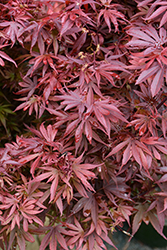 Shaina Japanese Maple (Acer palmatum 'Shaina') at Canadale Nurseries