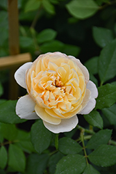 Roald Dahl Rose (Rosa 'Ausowlish') at Canadale Nurseries