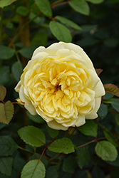 The Poet's Wife Rose (Rosa 'The Poet's Wife') at Canadale Nurseries
