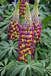 Westcountry Manhattan Lights Lupine (Lupinus 'Manhattan Lights') at Canadale Nurseries