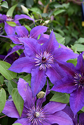 Edda Clematis (Clematis 'Evipo074') at Canadale Nurseries