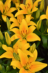 Lily Looks Tiny Bee Lily (Lilium 'Tiny Bee') at Canadale Nurseries