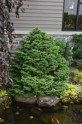 Dwarf Serbian Spruce (Picea omorika 'Nana') at Canadale Nurseries
