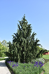 Weeping Nootka Cypress (Chamaecyparis nootkatensis 'Pendula') at Canadale Nurseries