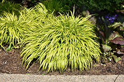 All Gold Hakone Grass (Hakonechloa macra 'All Gold') at Canadale Nurseries