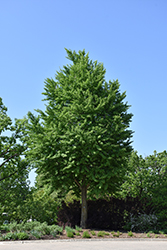 Ginkgo (Ginkgo biloba) at Canadale Nurseries