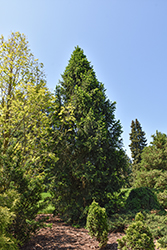 Columnar Norway Spruce (Picea abies 'Cupressina') at Canadale Nurseries