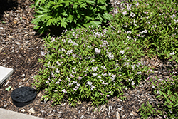 Yuki Cherry Blossom Deutzia (Deutzia 'NCDX2') at Canadale Nurseries