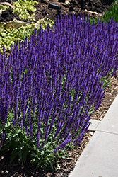 Caradonna Sage (Salvia nemorosa 'Caradonna') at Canadale Nurseries
