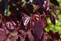Midnight Express Redbud (Cercis canadensis 'RNI-RCC3') at Canadale Nurseries