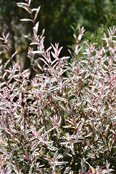 Tricolor Willow (Salix integra 'Hakuro Nishiki') at Canadale Nurseries