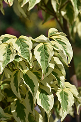 Summer Fun Chinese Dogwood (Cornus kousa 'Summer Fun') at Canadale Nurseries