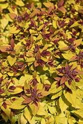 Double Play Dolly Spirea (Spiraea japonica 'Double Play Dolly') at Canadale Nurseries
