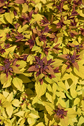 Double Play Dolly Spirea (Spiraea japonica 'Double Play Dolly') at Canadale Nurseries