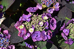 Tuff Stuff Top Fun Hydrangea (Hydrangea serrata 'SMNHSG') at Canadale Nurseries