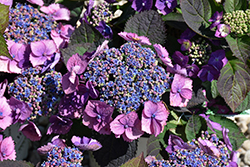 Tuff Stuff Top Fun Hydrangea (Hydrangea serrata 'SMNHSG') at Canadale Nurseries
