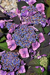 Tuff Stuff Top Fun Hydrangea (Hydrangea serrata 'SMNHSG') at Canadale Nurseries