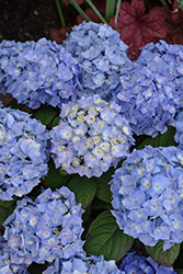Let's Dance Sky View Hydrangea (Hydrangea 'SMNHSME') at Canadale Nurseries