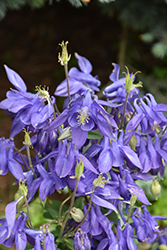 Alpine Columbine (Aquilegia alpina) at Canadale Nurseries
