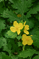 Celandine Poppy (Stylophorum diphyllum) at Canadale Nurseries