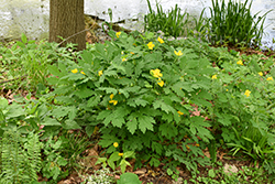 Celandine Poppy (Stylophorum diphyllum) at Canadale Nurseries