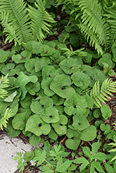 Canadian Wild Ginger (Asarum canadense) at Canadale Nurseries