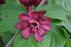 Hartlage Wine Sweetshrub (Calycanthus 'Hartlage Wine') at Canadale Nurseries