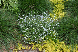 Forget-Me-Not (Myosotis sylvatica) at Canadale Nurseries