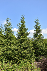Green Giant Arborvitae (Thuja 'Green Giant') at Canadale Nurseries