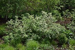 Red Osier Dogwood (Cornus sericea) at Canadale Nurseries