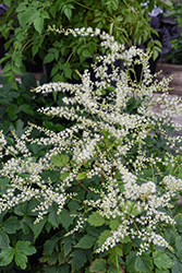 Misty Lace Goatsbeard (Aruncus 'Misty Lace') at Canadale Nurseries