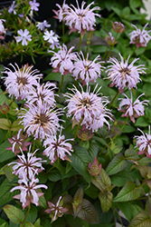 Midnight Oil Eastern Beebalm (Monarda bradburiana 'Midnight Oil') at Canadale Nurseries