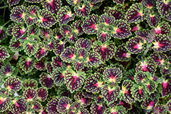 Lava Rose Coleus (Solenostemon scutellarioides 'Lava Rose') at Canadale Nurseries